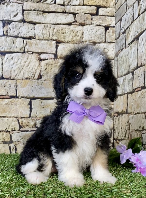 Photo of Ms. Lily the F1B Mini-Bernedoodle puppy