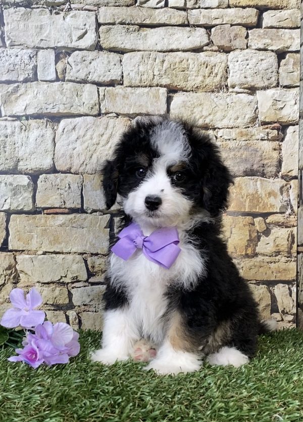Ms. Lily the F1B Mini-Bernedoodle puppy