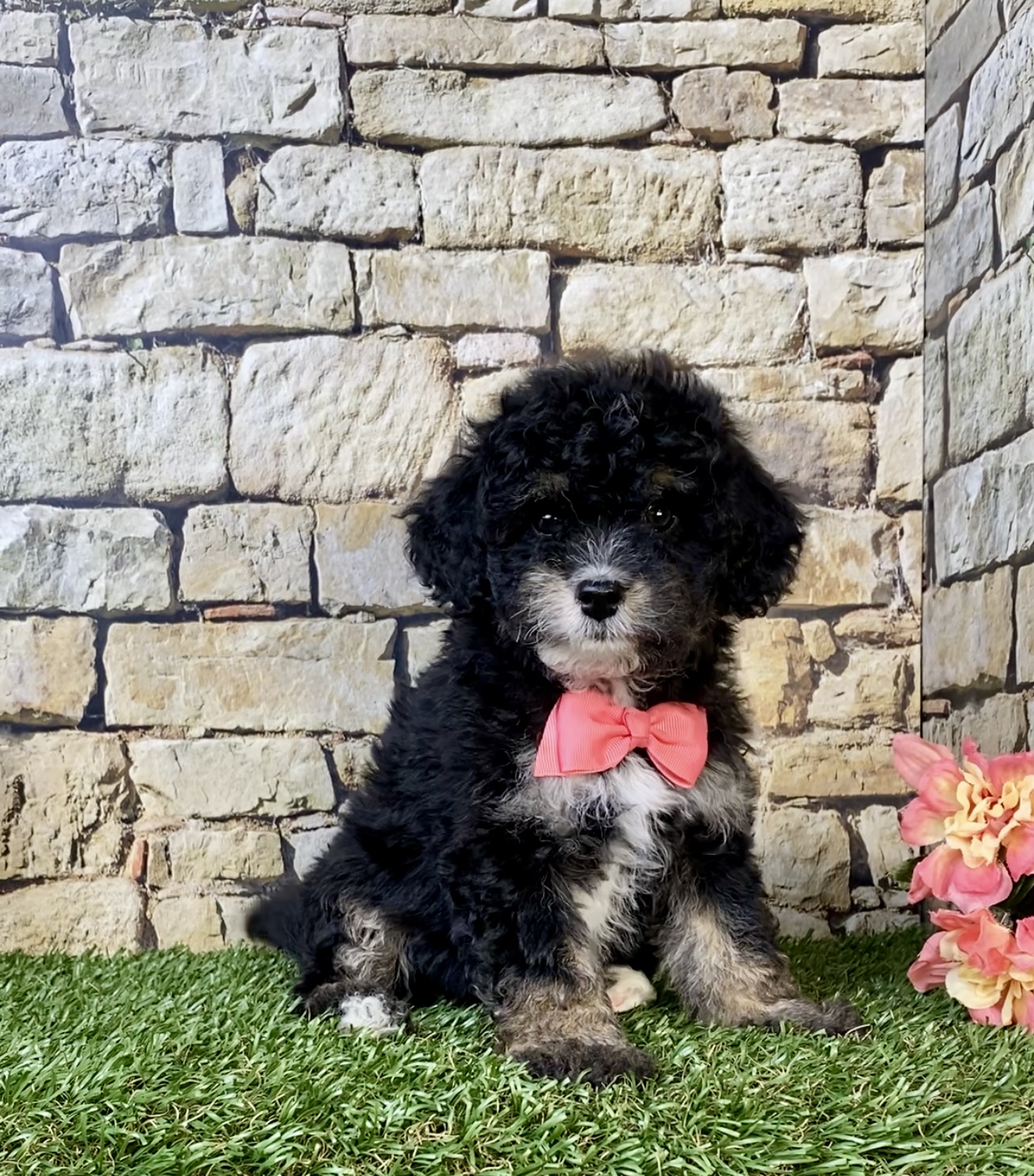 Photo of Ms. Lisa the F1B Mini-Bernedoodle puppy