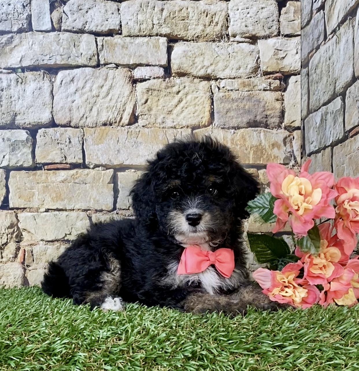 Photo of Ms. Lisa the F1B Mini-Bernedoodle puppy