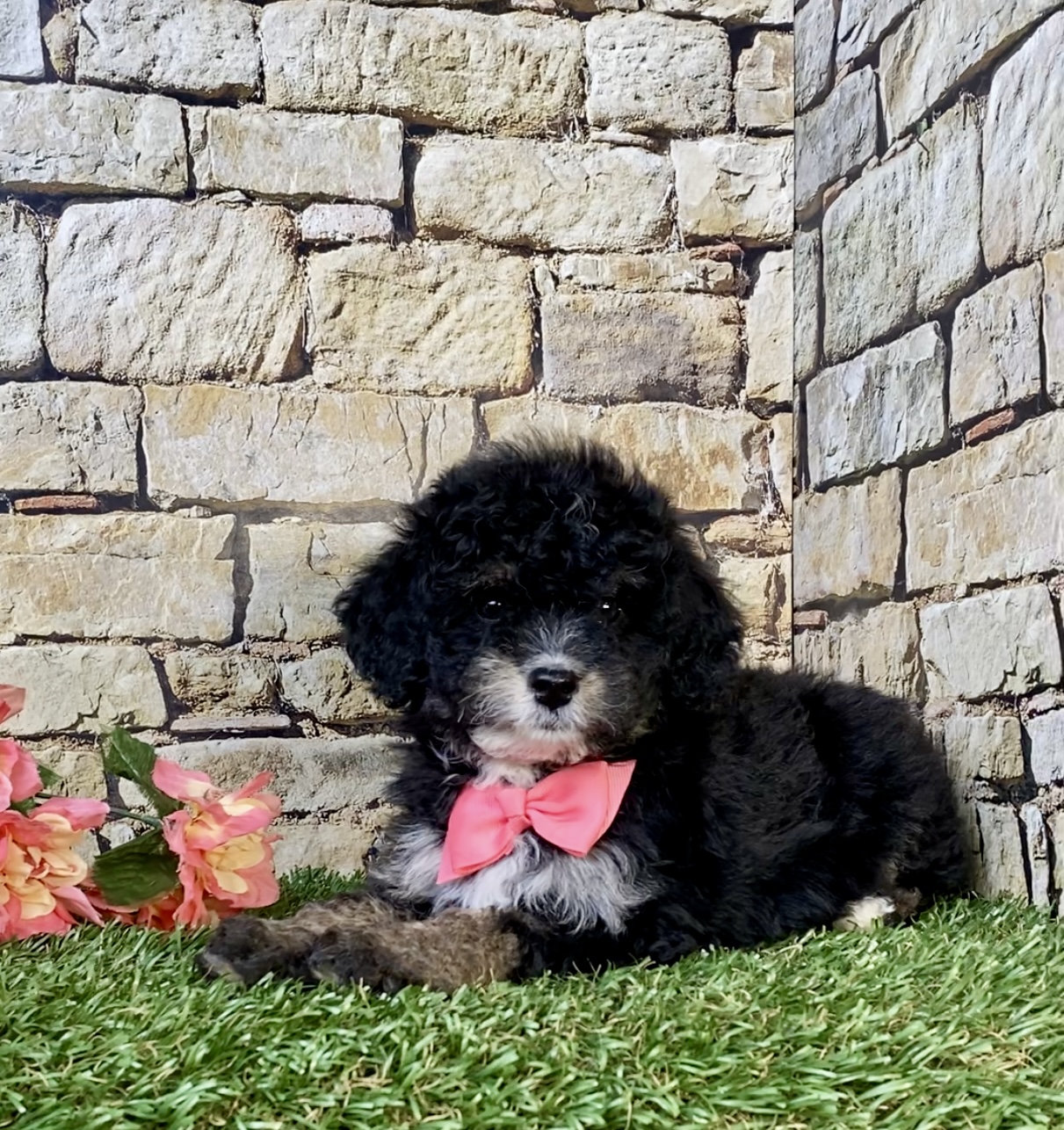 Photo of Ms. Lisa the F1B Mini-Bernedoodle puppy