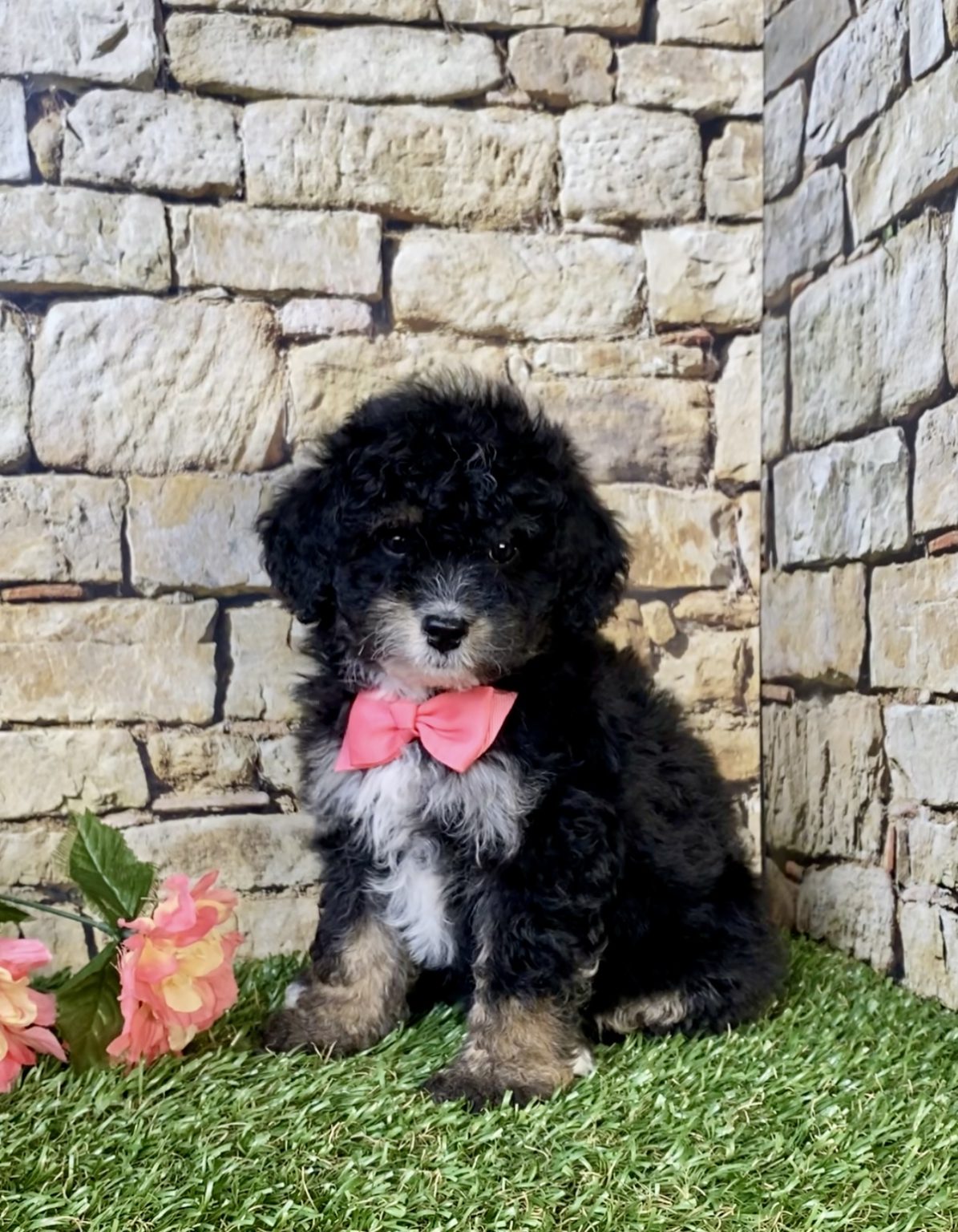 Photo of Ms. Lisa the F1B Mini-Bernedoodle puppy