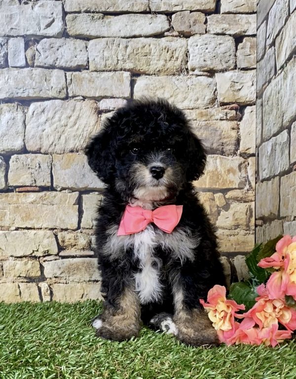 Ms. Lisa the F1B Mini-Bernedoodle puppy