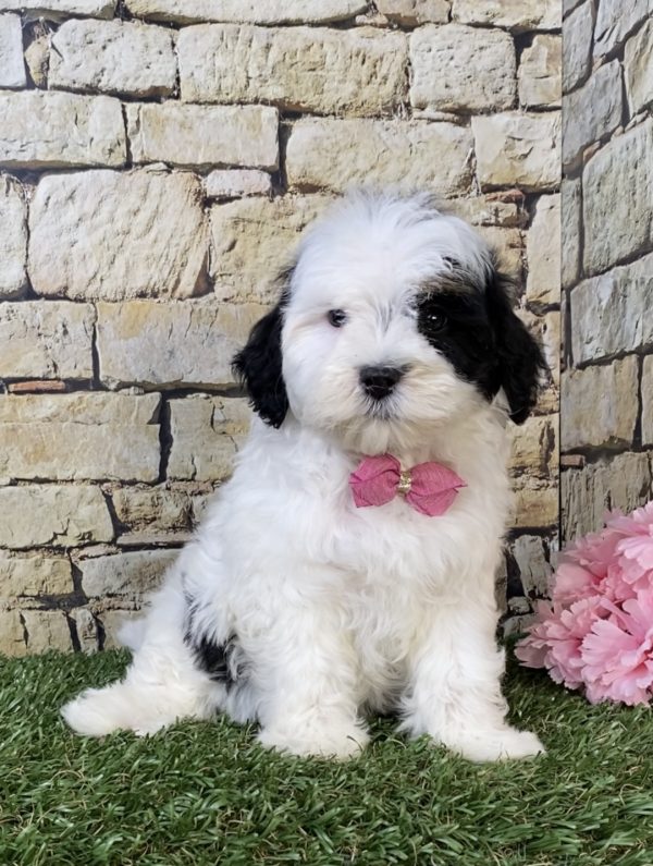Ms. Lola the F1B Mini-Bernedoodle puppy
