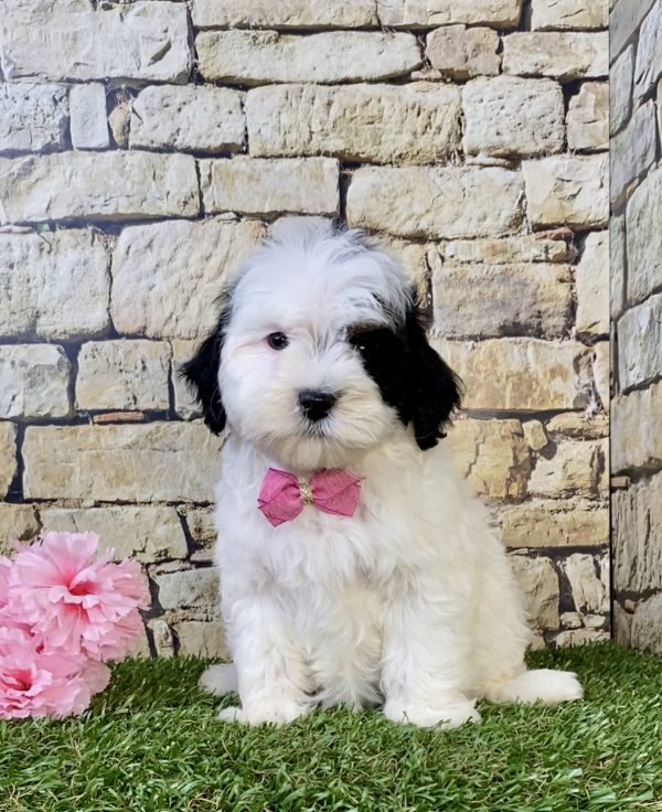 Photo of Ms. Lola the F1B Mini-Bernedoodle puppy