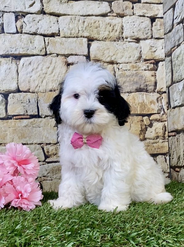 Photo of Ms. Lola the F1B Mini-Bernedoodle puppy