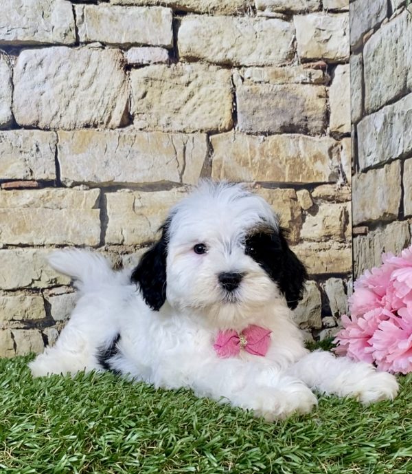 Photo of Ms. Lola the F1B Mini-Bernedoodle puppy