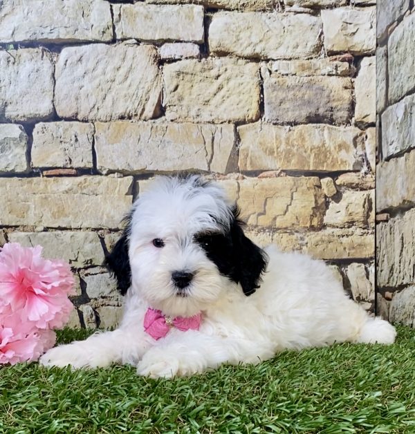 Photo of Ms. Lola the F1B Mini-Bernedoodle puppy
