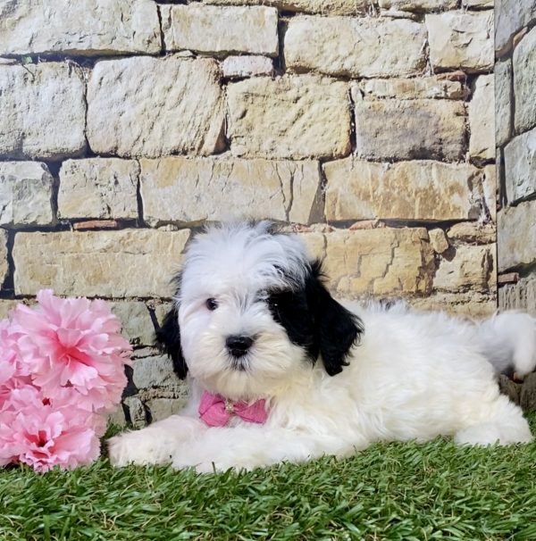 Photo of Ms. Lola the F1B Mini-Bernedoodle puppy