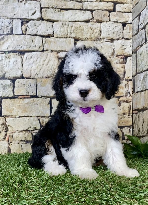 Ms. Luna the F1B Mini-Bernedoodle puppy