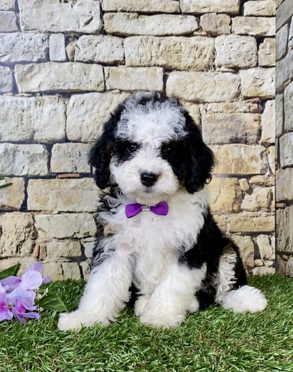 Photo of Ms. Luna the F1B Mini-Bernedoodle puppy