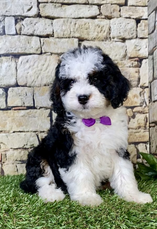 Photo of Ms. Luna the F1B Mini-Bernedoodle puppy