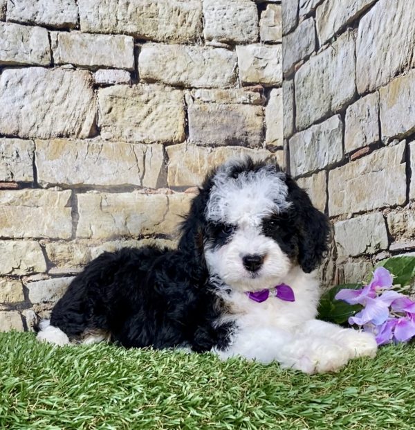 Photo of Ms. Luna the F1B Mini-Bernedoodle puppy