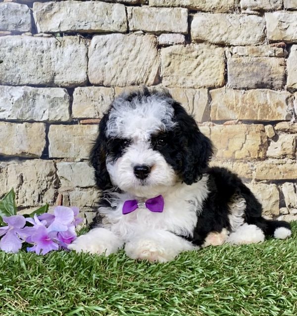 Photo of Ms. Luna the F1B Mini-Bernedoodle puppy