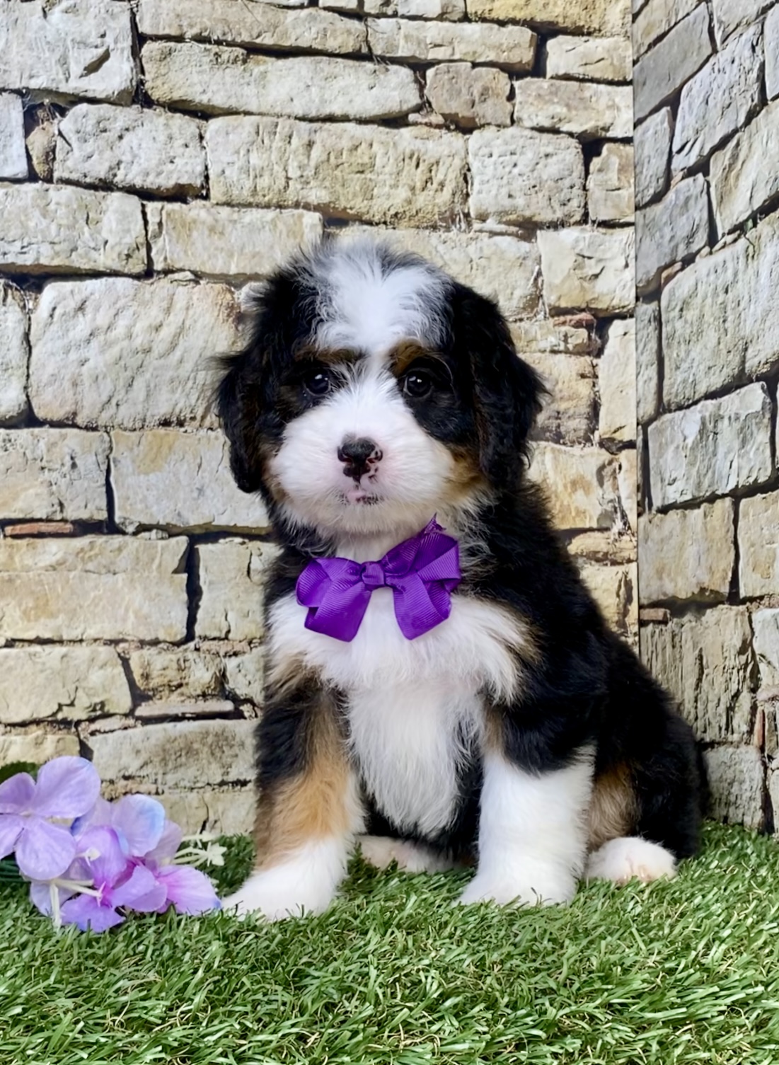 Photo of Ms. Macy the Mini-Bernedoodle puppy