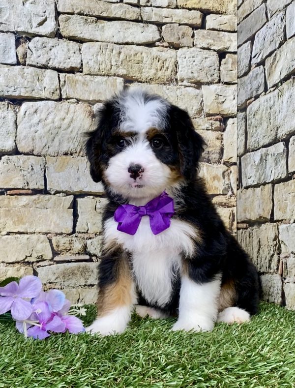 Photo of Ms. Macy the Mini-Bernedoodle puppy