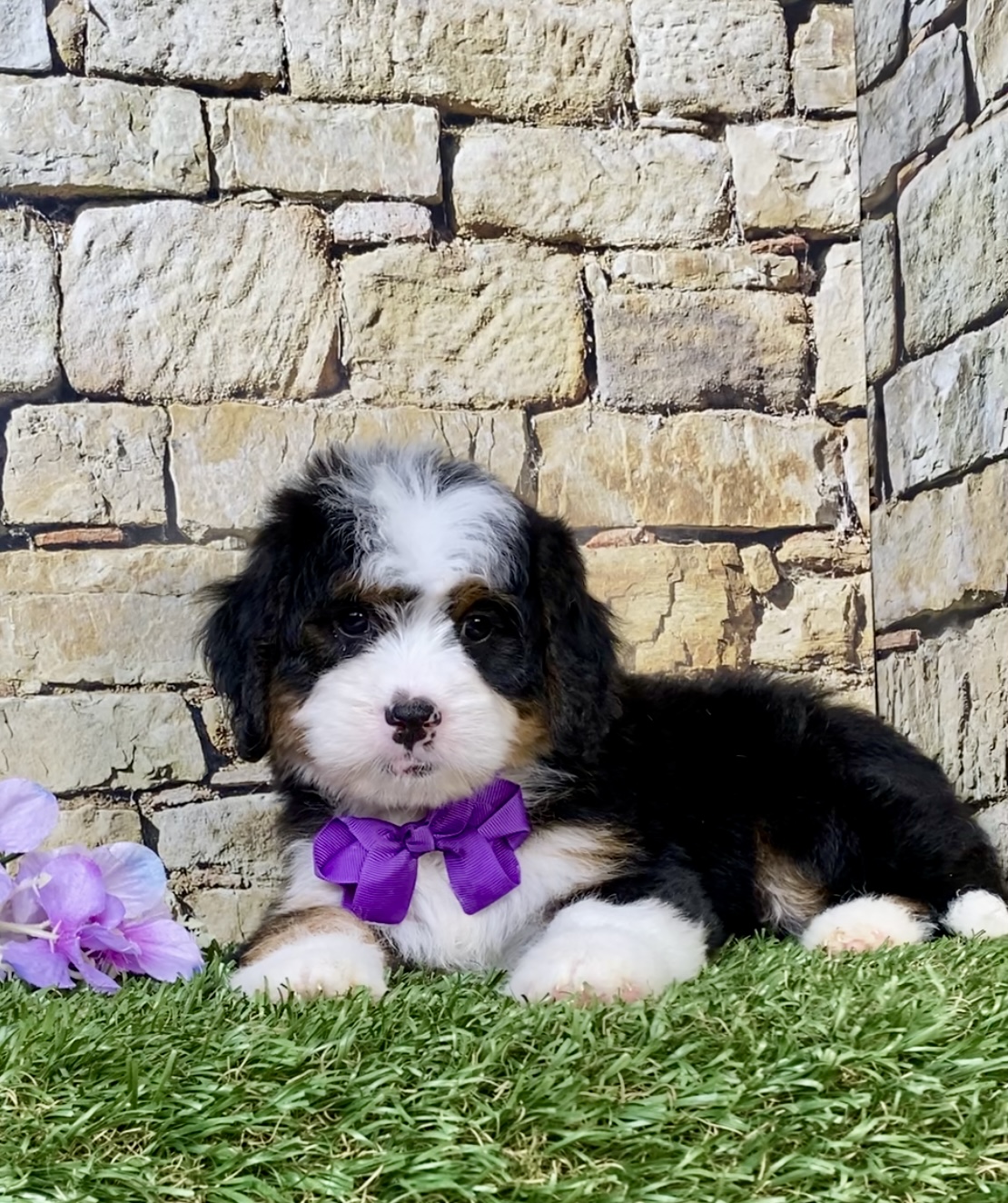 Photo of Ms. Macy the Mini-Bernedoodle puppy