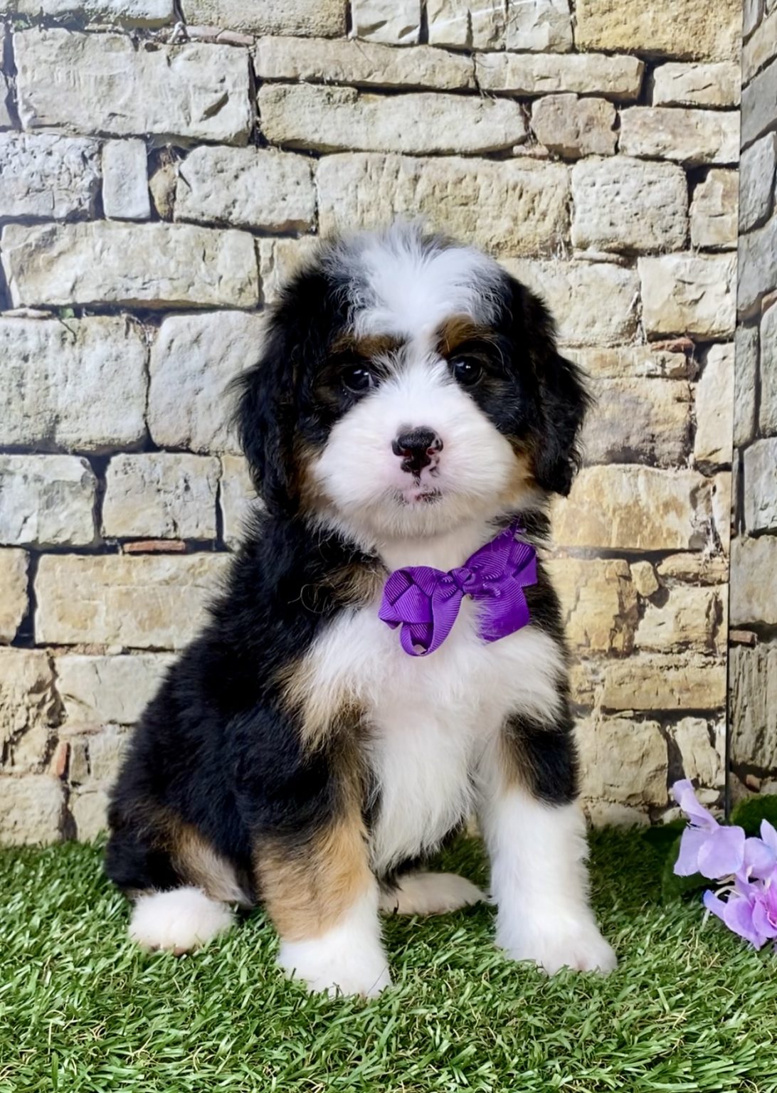 Photo of Ms. Macy the Mini-Bernedoodle puppy