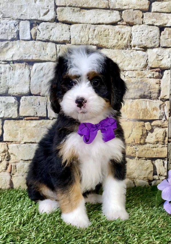 Photo of Ms. Macy the Mini-Bernedoodle puppy