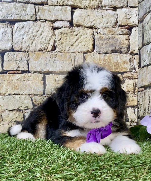Photo of Ms. Macy the Mini-Bernedoodle puppy
