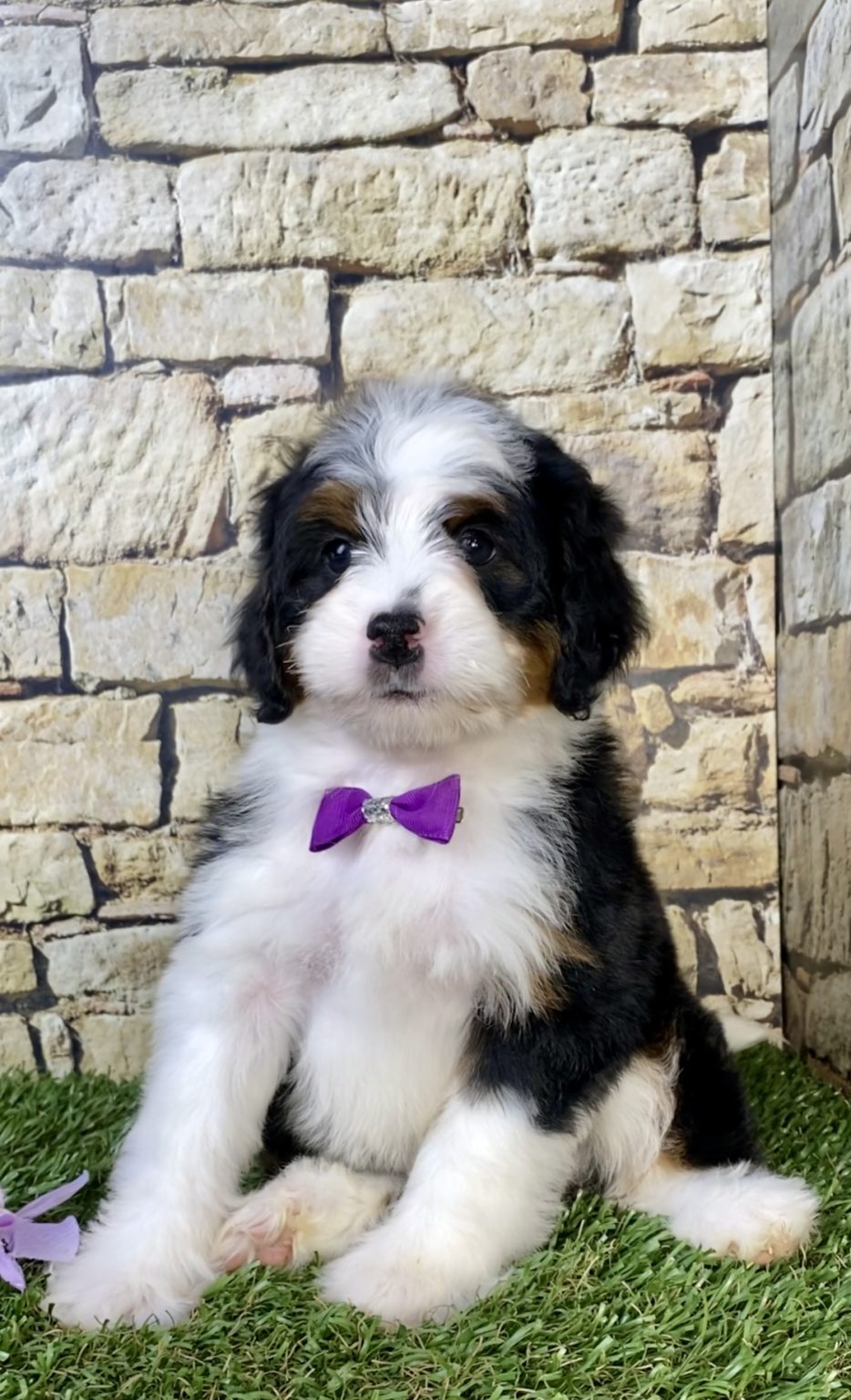 Photo of Ms. Mango the Mini-Bernedoodle puppy