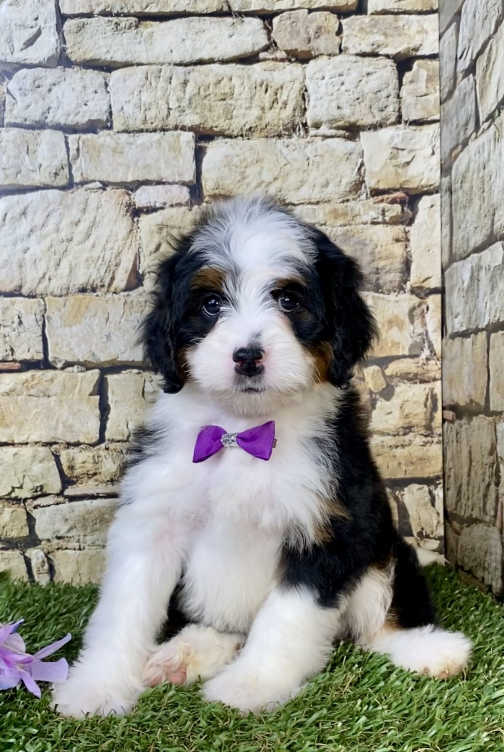 Photo of Ms. Mango the Mini-Bernedoodle puppy