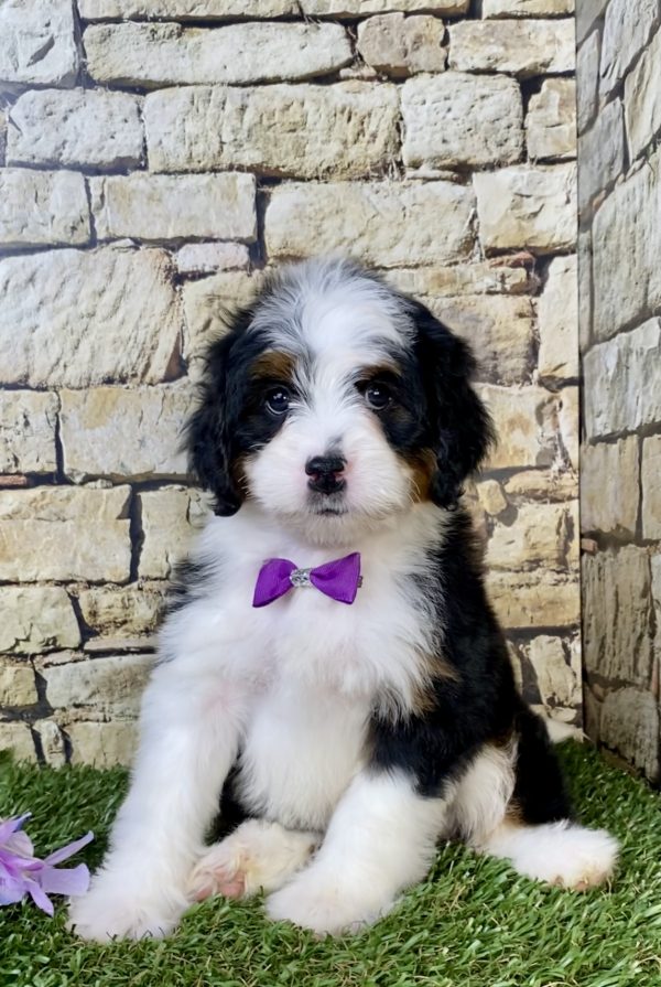 Photo of Ms. Mango the Mini-Bernedoodle puppy