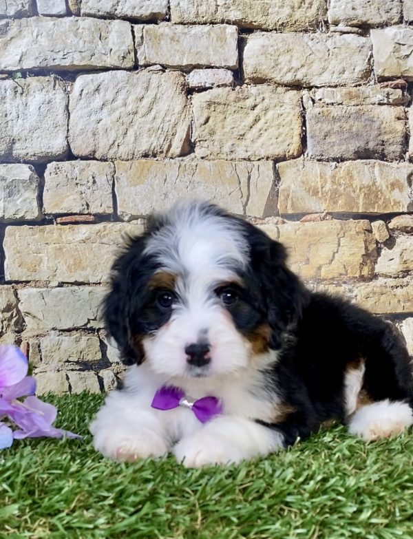 Photo of Ms. Mango the Mini-Bernedoodle puppy