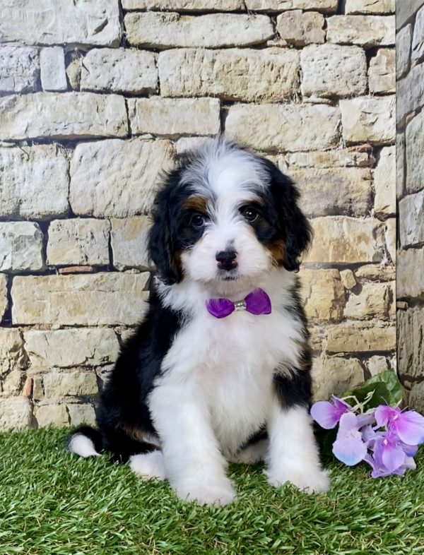 Photo of Ms. Mango the Mini-Bernedoodle puppy