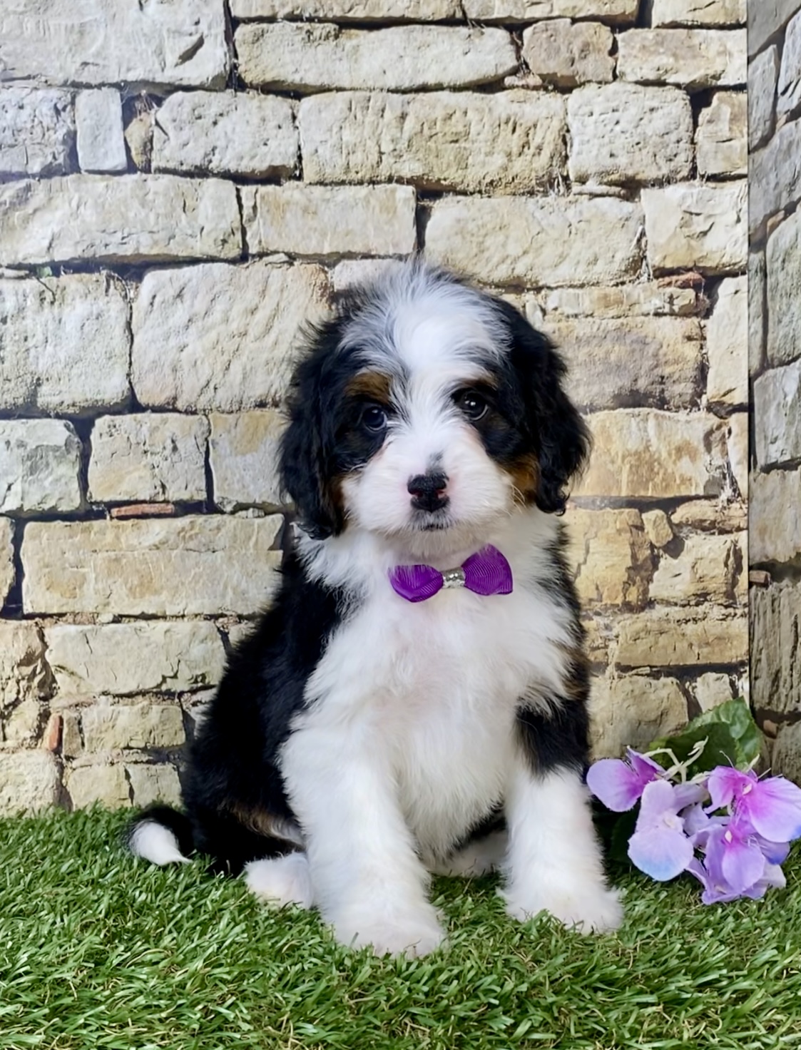 Photo of Ms. Mango the Mini-Bernedoodle puppy