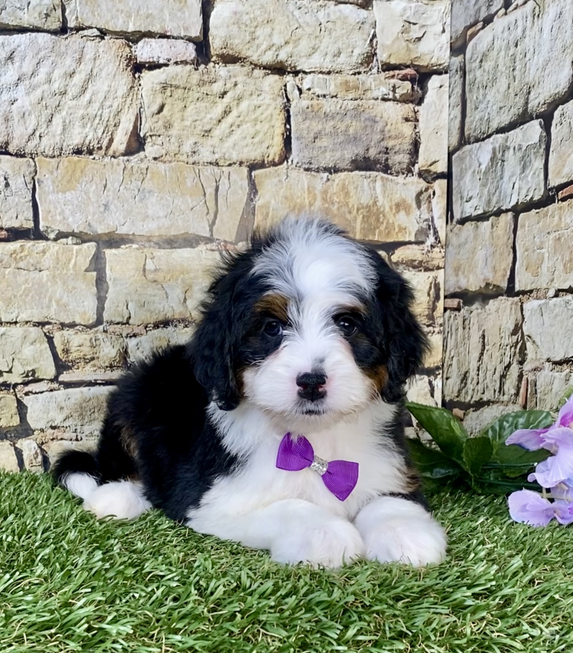 Photo of Ms. Mango the Mini-Bernedoodle puppy