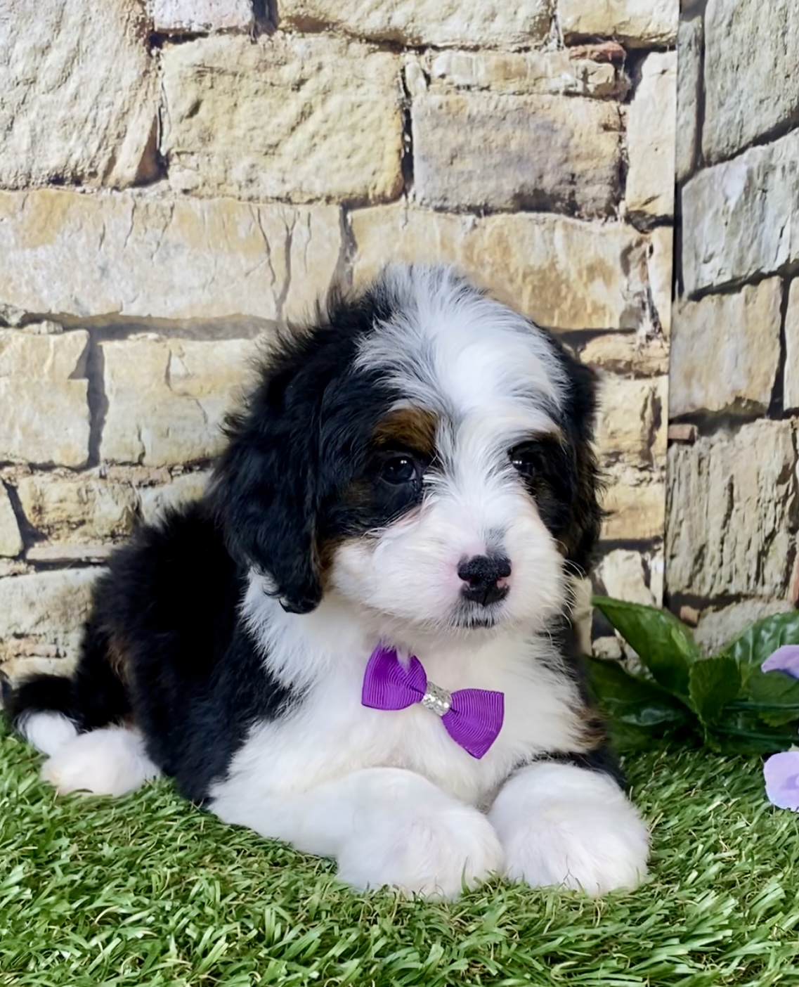 Photo of Ms. Mango the Mini-Bernedoodle puppy