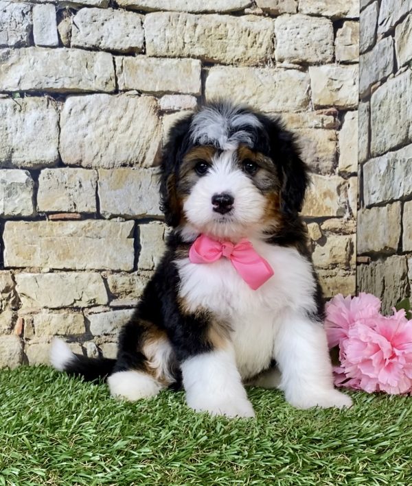 Ms. Mocha the  Mini-Bernedoodle puppy
