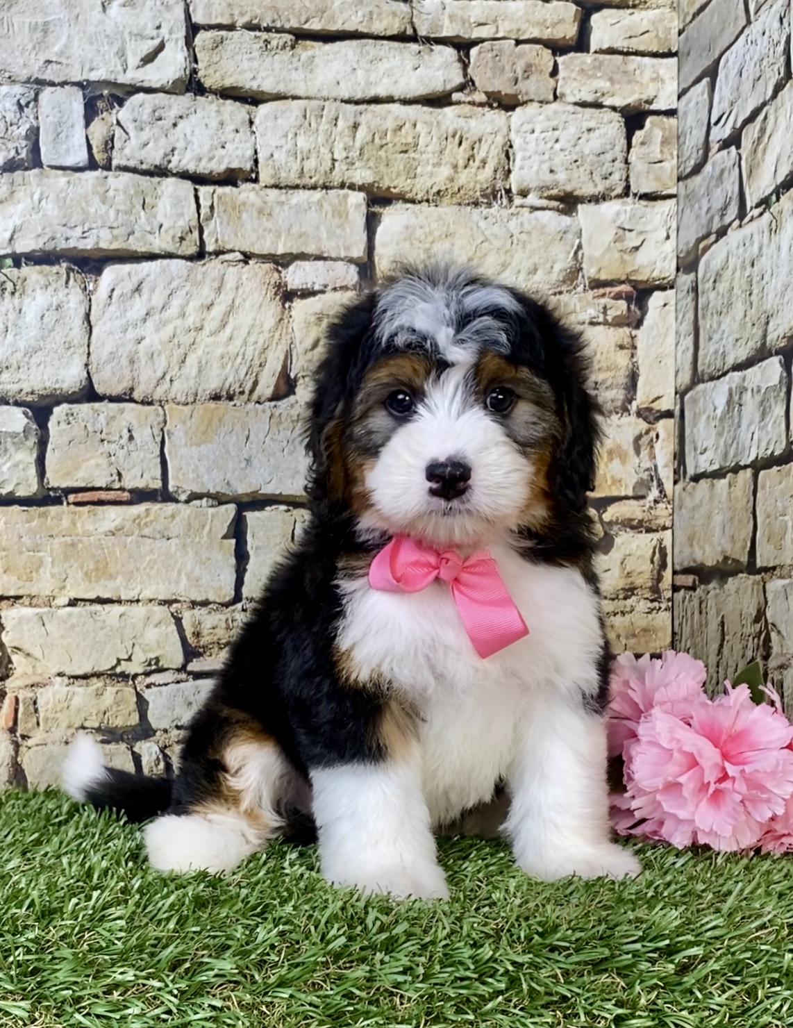 Photo of Ms. Mocha the Mini-Bernedoodle puppy
