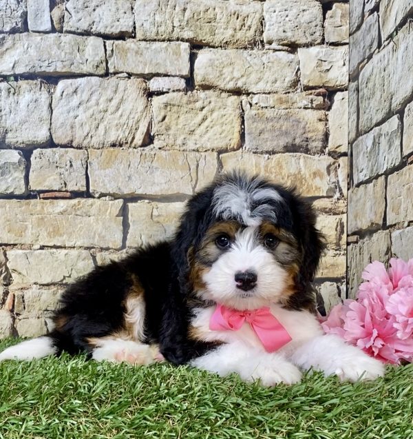 Photo of Ms. Mocha the Mini-Bernedoodle puppy