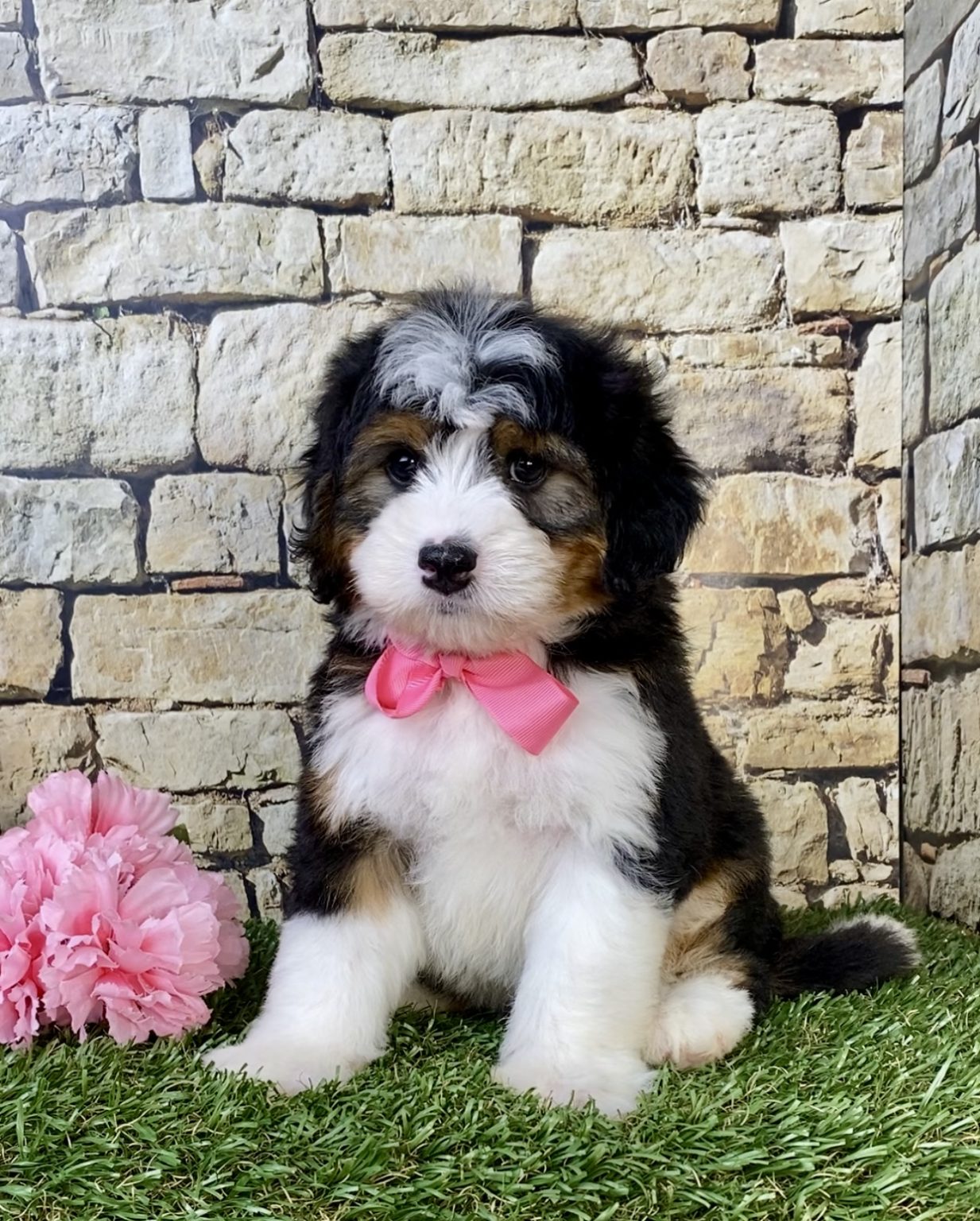 Photo of Ms. Mocha the Mini-Bernedoodle puppy