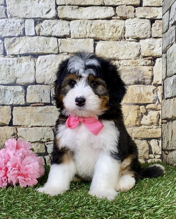Photo of Ms. Mocha the Mini-Bernedoodle puppy