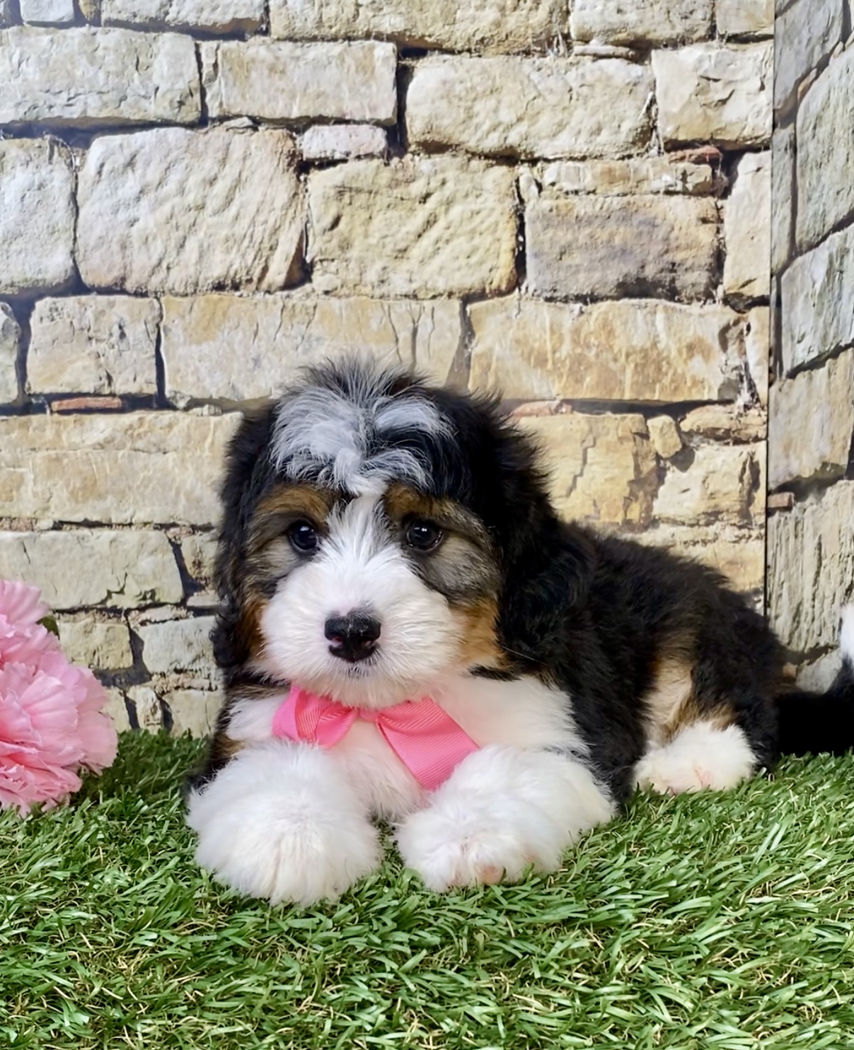 Photo of Ms. Mocha the Mini-Bernedoodle puppy
