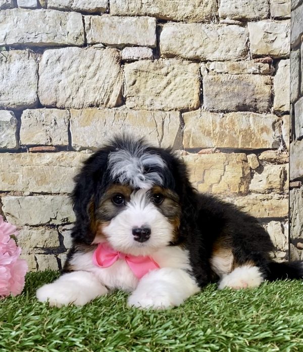 Photo of Ms. Mocha the Mini-Bernedoodle puppy