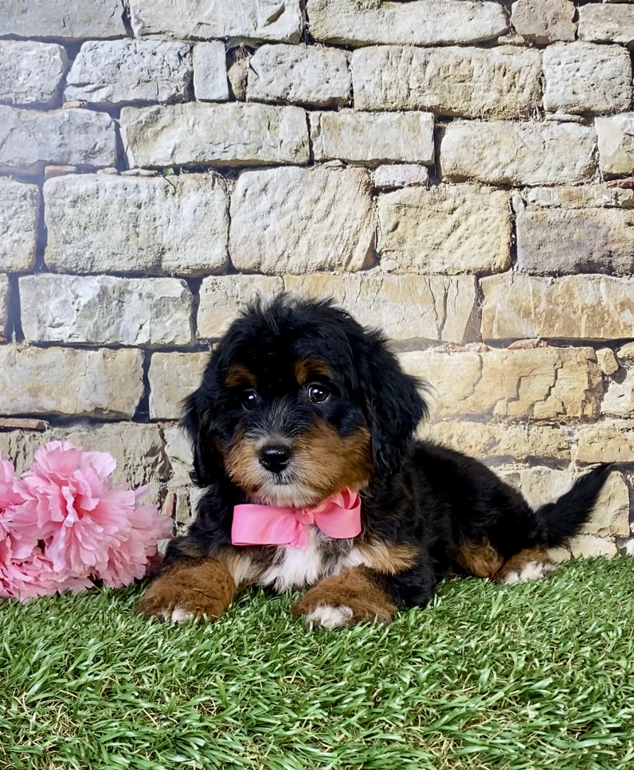 Photo of Ms. Nacho the Mini-Bernedoodle puppy