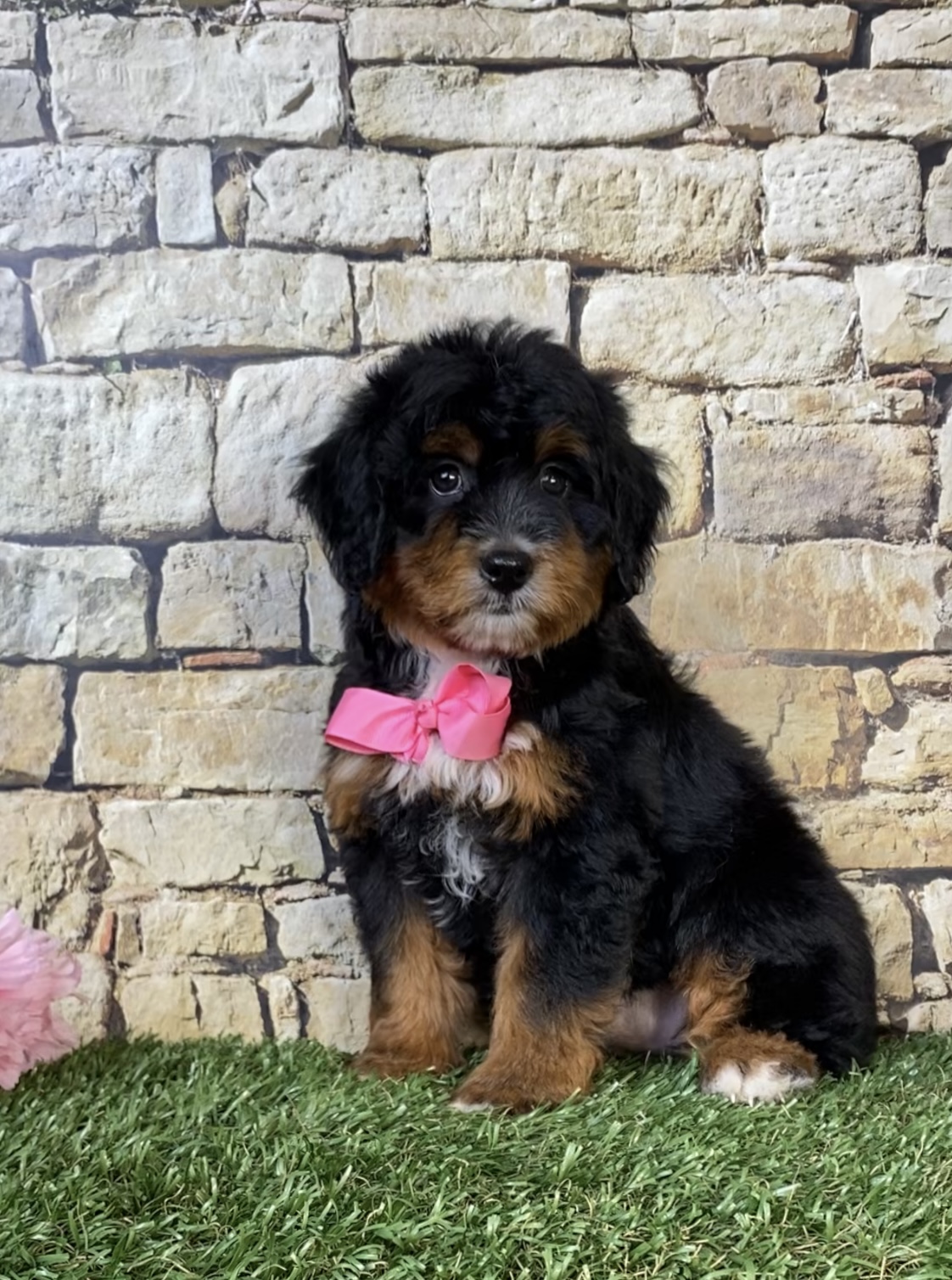 Photo of Ms. Nacho the Mini-Bernedoodle puppy