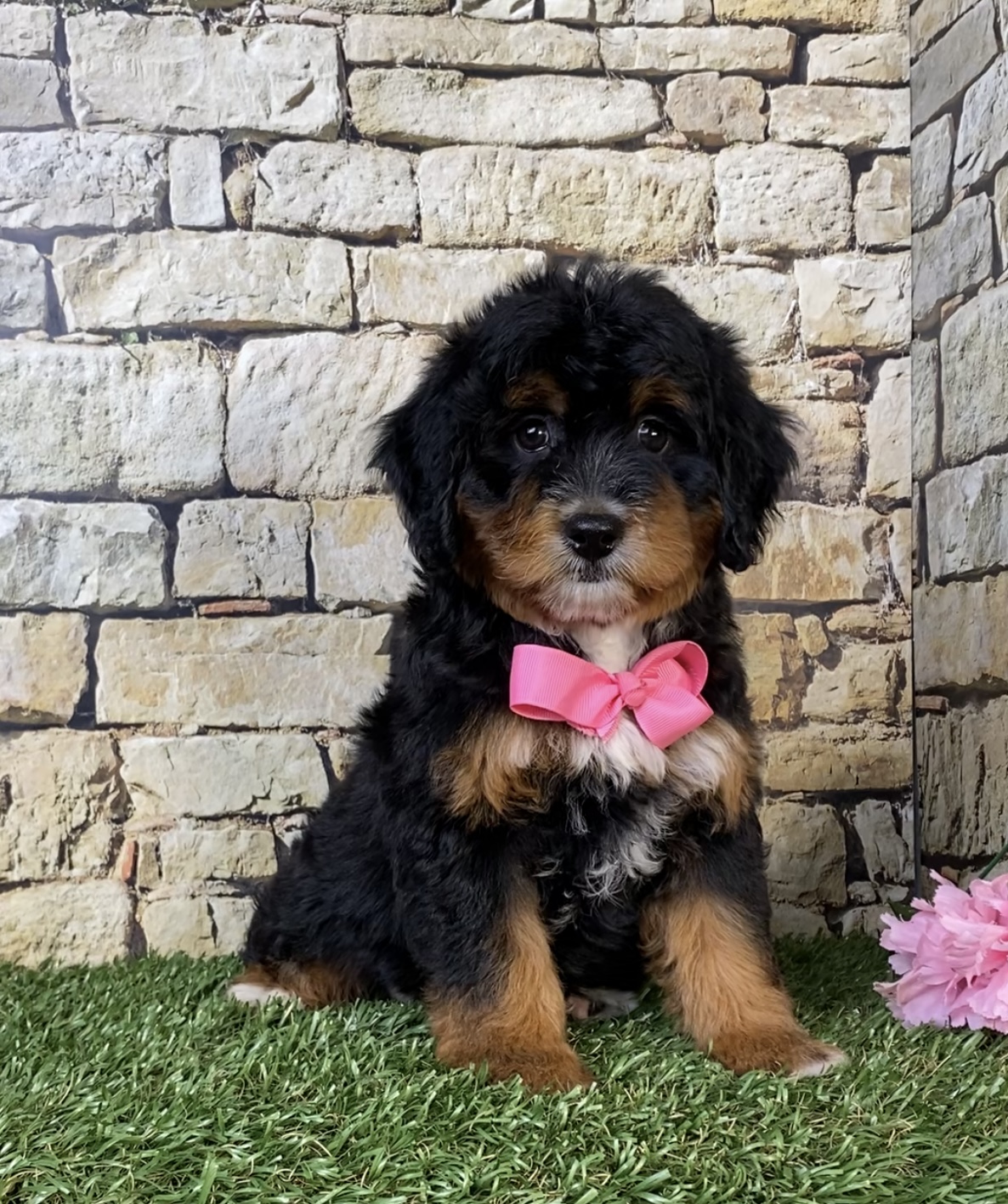 Photo of Ms. Nacho the Mini-Bernedoodle puppy