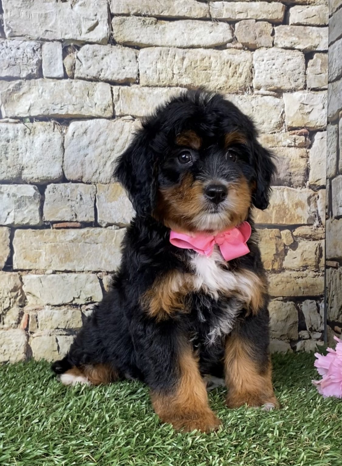 Photo of Ms. Nacho the Mini-Bernedoodle puppy
