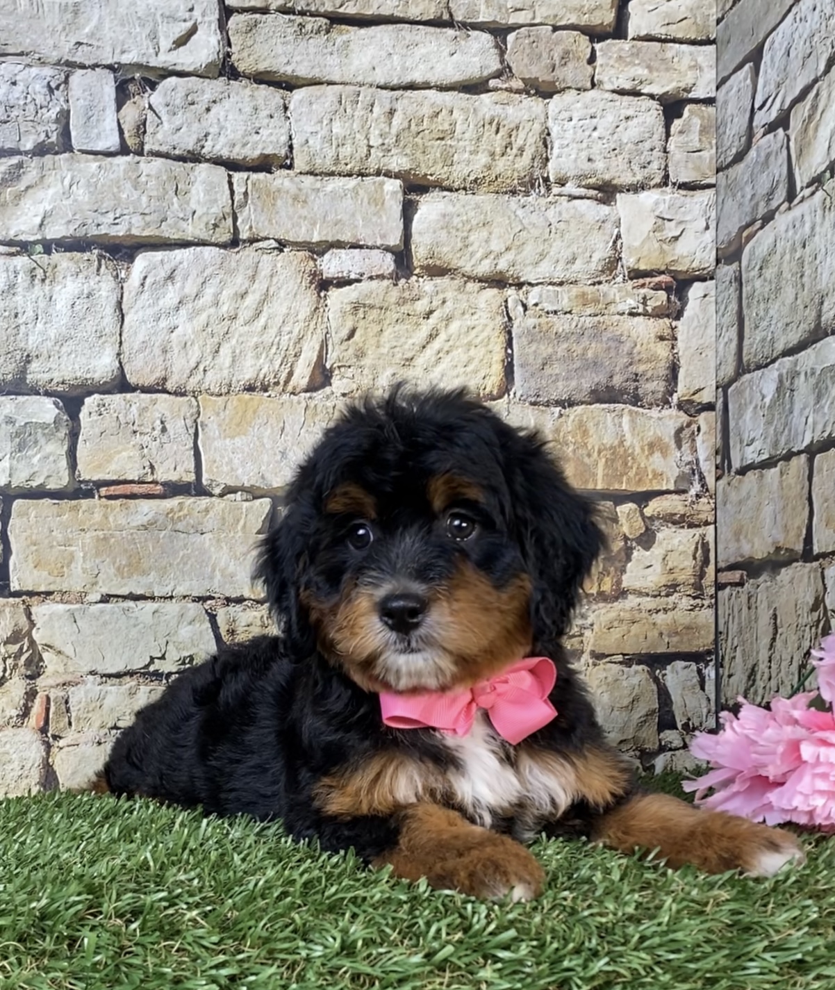 Photo of Ms. Nacho the Mini-Bernedoodle puppy
