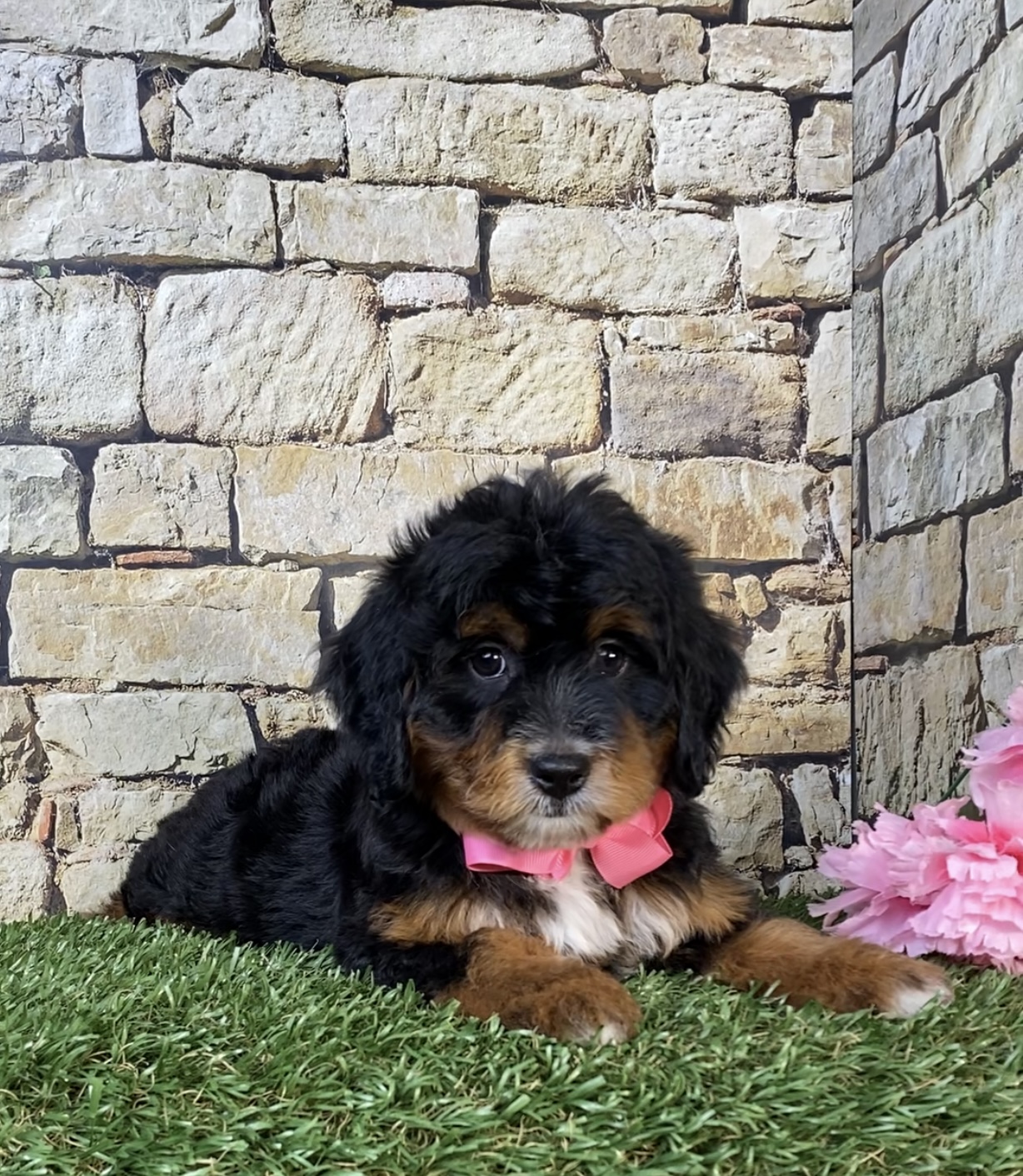 Photo of Ms. Nacho the Mini-Bernedoodle puppy