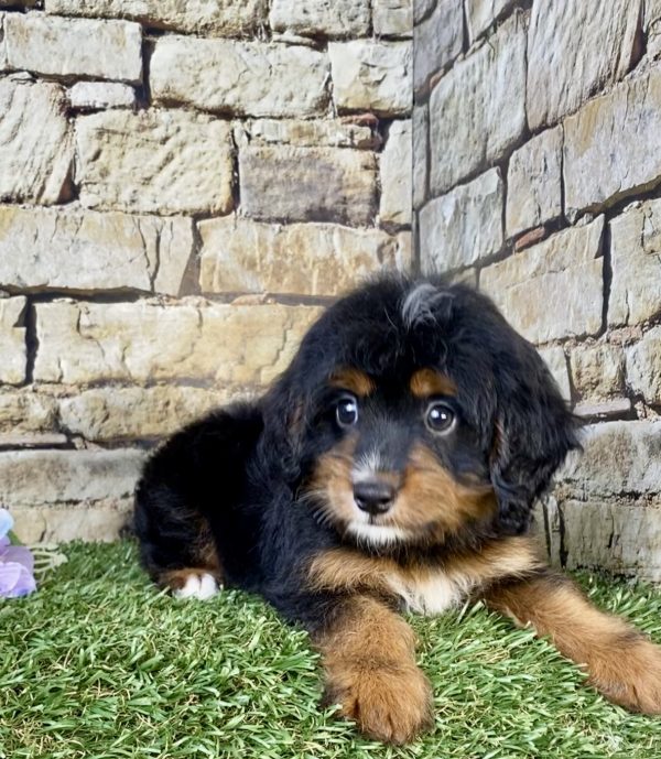 Ms. Nilla the  Mini-Bernedoodle puppy