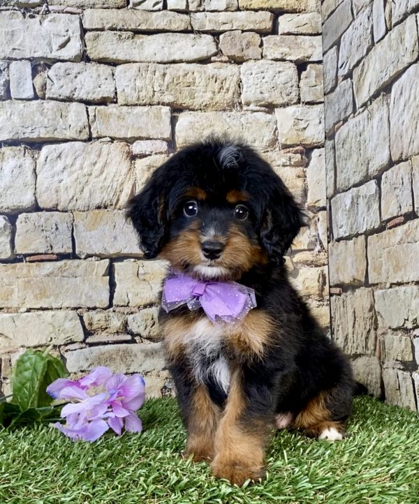Photo of Ms. Nilla the Mini-Bernedoodle puppy