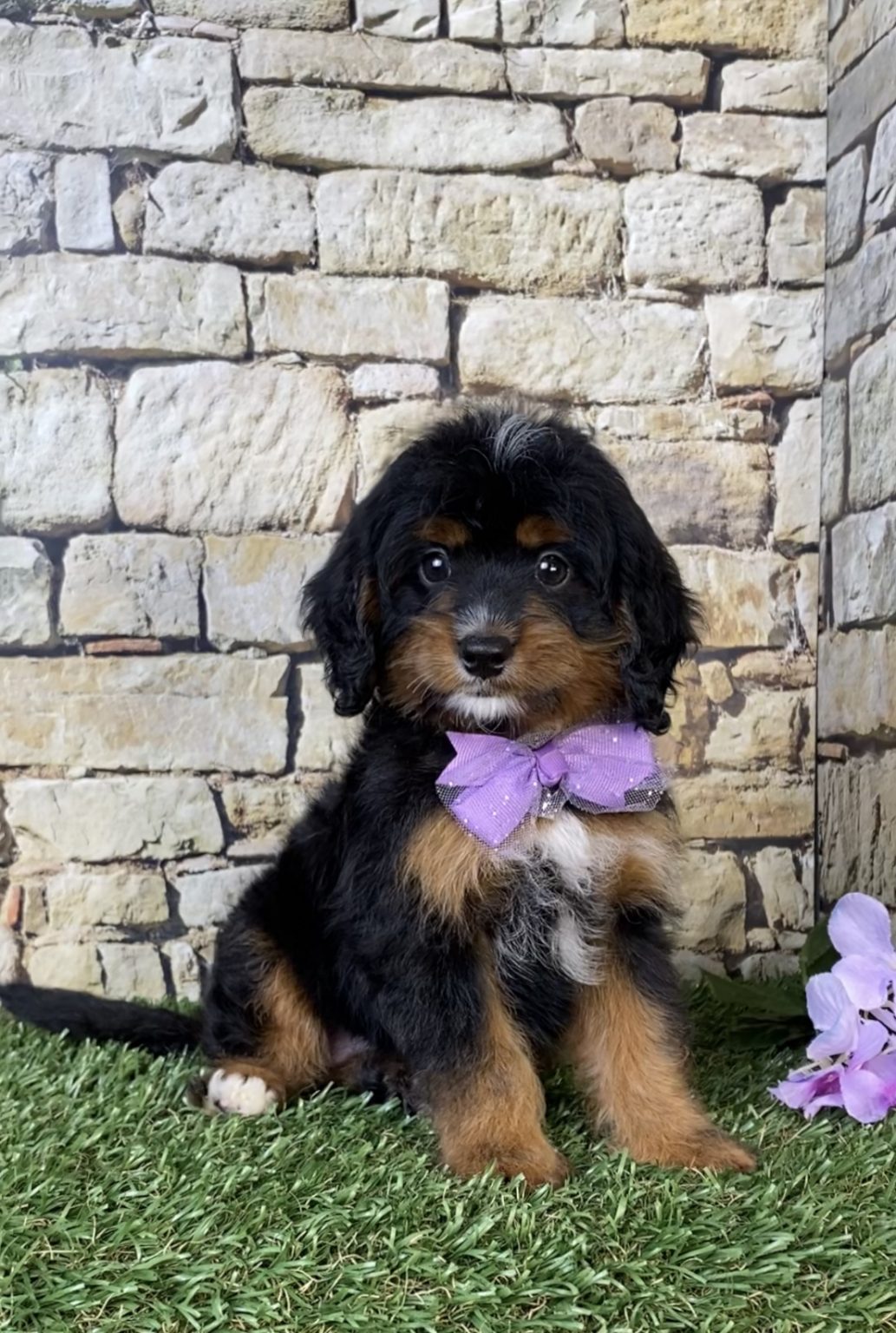 Photo of Ms. Nilla the Mini-Bernedoodle puppy