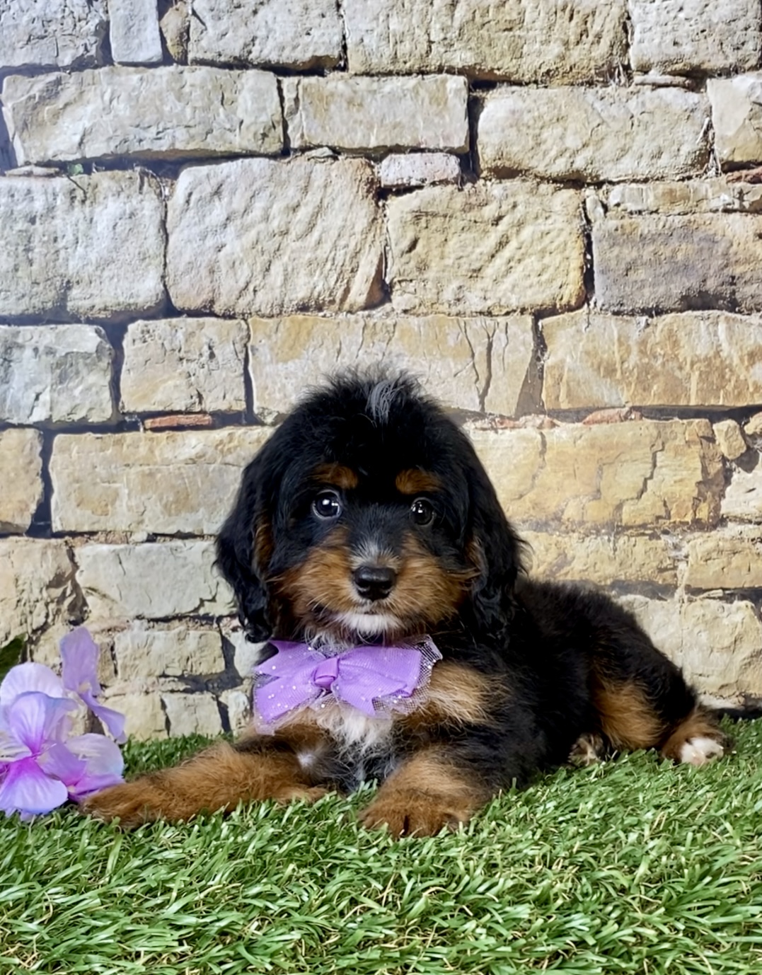 Photo of Ms. Nilla the Mini-Bernedoodle puppy