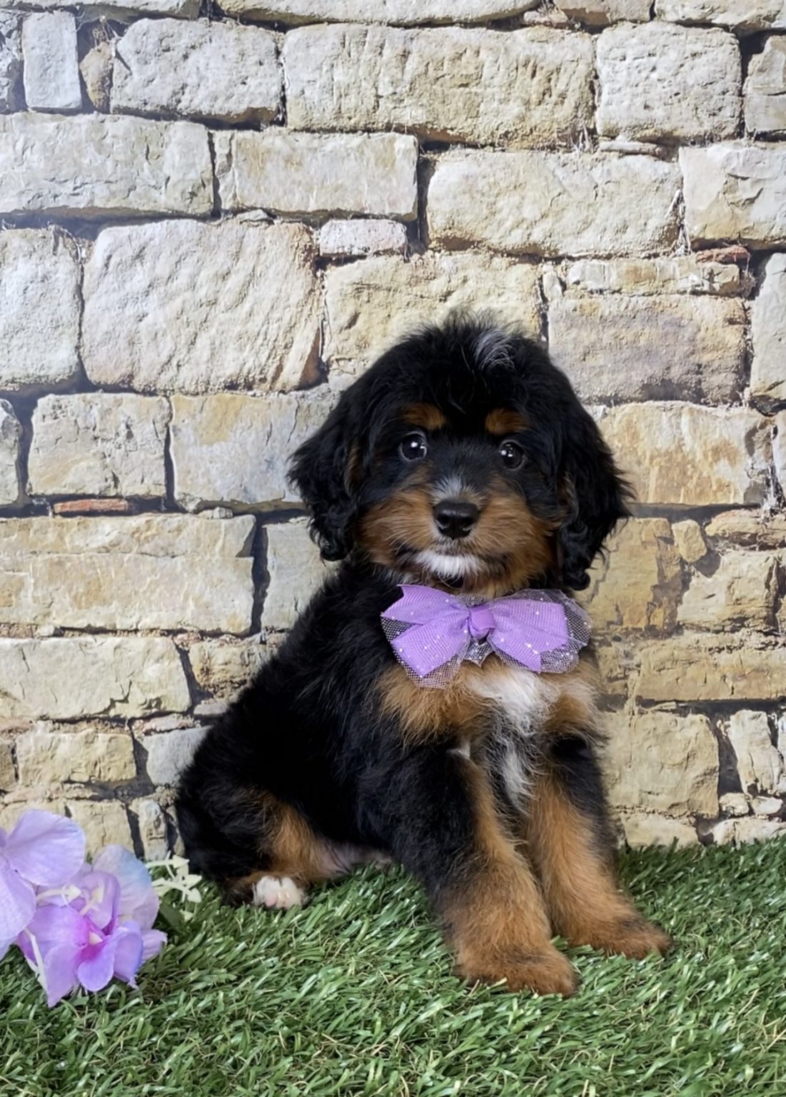 Photo of Ms. Nilla the Mini-Bernedoodle puppy
